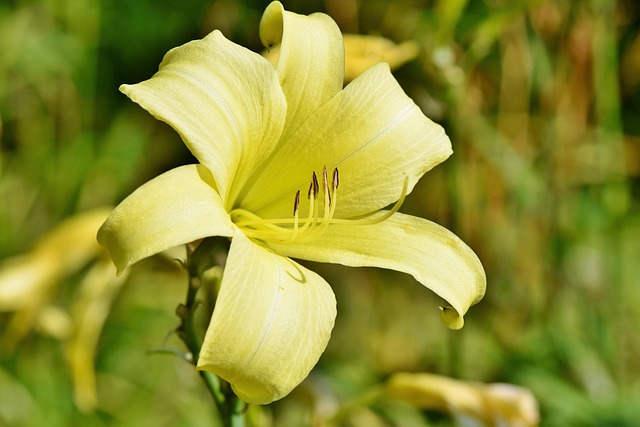 Bunga Lily Kuning