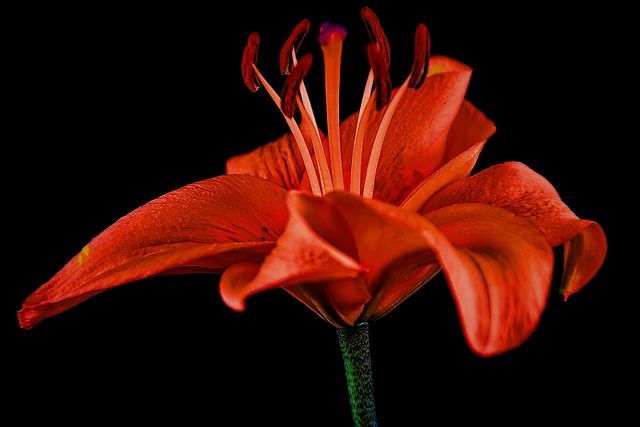 Bunga Lily Merah