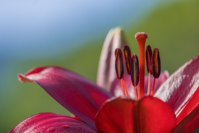 Bunga Lily Pink