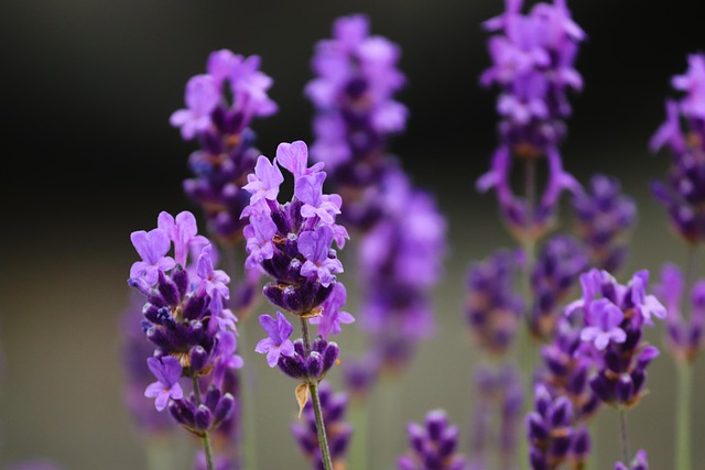 Bunga Lavender