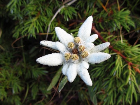 The Deep Meaning Behind the Eternal Flower of Edelweiss