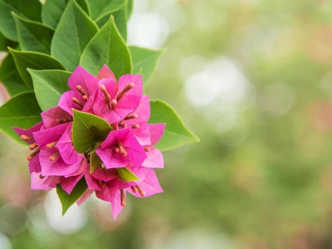 7 Jenis Tanaman Bunga yang Tahan Panas